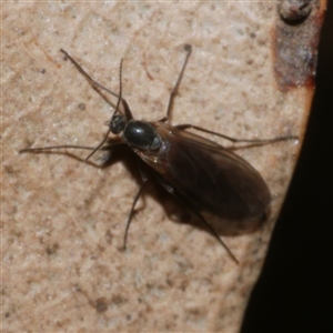 Sciaroidea sp. (Superfamily) (A fungus gnat or gall midge) at Freshwater Creek, VIC - 29 Sep 2025 by WendyEM