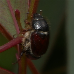 Unverified Scarab beetle (Scarabaeidae) at Freshwater Creek, VIC - 29 Sep 2025 by WendyEM
