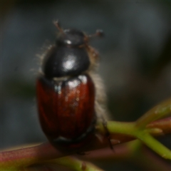 Automolius sp. (genus) at Freshwater Creek, VIC - 29 Sep 2025 03:14 PM