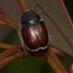 Automolius sp. (genus) at Freshwater Creek, VIC - 29 Sep 2025 03:14 PM