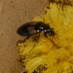 Sarothrocrepis civica (An arboreal 'ground' beetle) at Freshwater Creek, VIC - 29 Sep 2025 by WendyEM