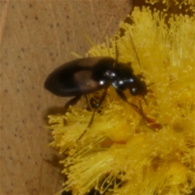 Sarothrocrepis civica (An arboreal 'ground' beetle) at Freshwater Creek, VIC - 29 Sep 2025 by WendyEM