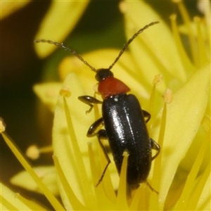 Unverified Beetle (Coleoptera) at Freshwater Creek, VIC - 29 Sep 2025 by WendyEM