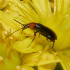 Atoichus bicolor at Freshwater Creek, VIC - 29 Sep 2025 03:01 PM