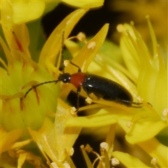 Atoichus bicolor at Freshwater Creek, VIC - 29 Sep 2025 03:01 PM
