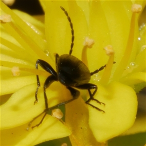 Atoichus bicolor at Freshwater Creek, VIC - 29 Sep 2025 03:01 PM