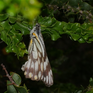 Belenois java (Caper White) at Freshwater Creek, VIC - 29 Sep 2025 by WendyEM