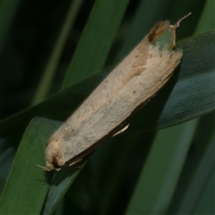 Philobota xiphostola (A Concealer moth (Philibota group) at Freshwater Creek, VIC - 29 Sep 2025 by WendyEM