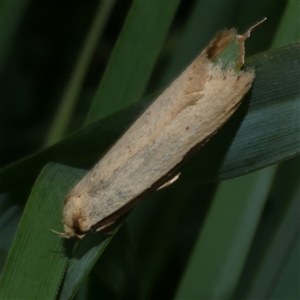 Philobota xiphostola (A Concealer moth (Philibota group) at Freshwater Creek, VIC - 29 Sep 2025 by WendyEM