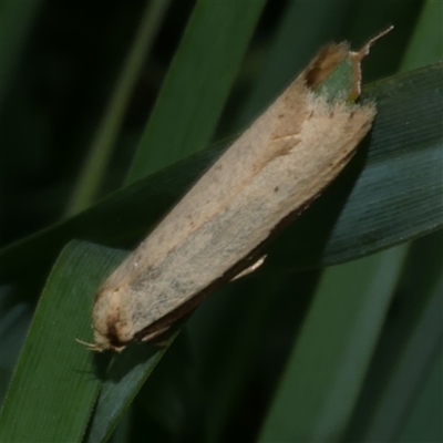 Philobota xiphostola (A Concealer moth (Philibota group) at Freshwater Creek, VIC - 29 Sep 2025 by WendyEM