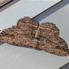 Ectropis excursaria (Common Bark Moth) at Franklin, ACT - 3 Oct 2025 by chriselidie