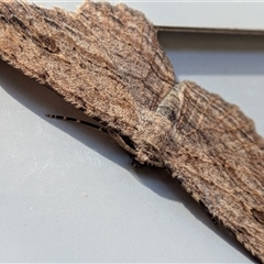 Ectropis excursaria at Franklin, ACT - suppressed