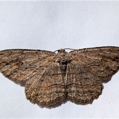 Ectropis excursaria at Franklin, ACT - suppressed