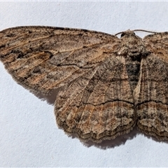 Ectropis excursaria at Franklin, ACT - suppressed