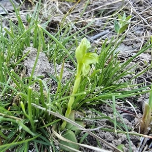 Hymenochilus cycnocephalus (Swan greenhood) at Fadden, ACT - Yesterday by Mike