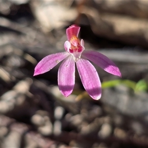 Caladenia fuscata (Dusky Fingers) at Fadden, ACT - Yesterday by Mike