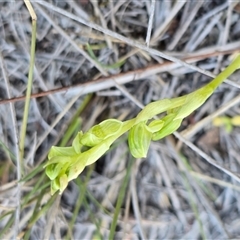 Hymenochilus sp. (A Greenhood Orchid) at Fadden, ACT - 3 Oct 2025 by Mike