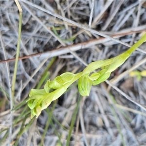 Hymenochilus sp. (A Greenhood Orchid) at Fadden, ACT - Yesterday by Mike