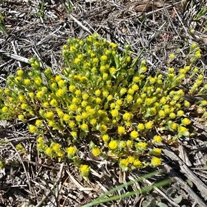 Triptilodiscus pygmaeus (Annual Daisy) at Fadden, ACT - 3 Oct 2025 by Mike