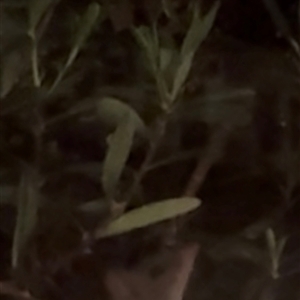 Antechinus flavipes at Burra, NSW - 2 Oct 2025 by Safarigirl