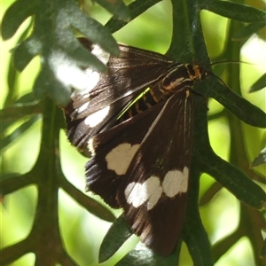 Nyctemera amicus (Senecio Moth, Magpie Moth, Cineraria Moth) at Braemar, NSW - 26 Sep 2025 by Curiosity