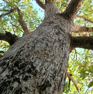 Angophora robur at Shannondale, NSW - 28 Dec 2013 by PEdwards