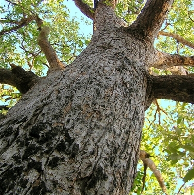 Angophora robur at Shannondale, NSW - 28 Dec 2013 by PEdwards