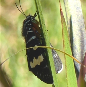 Phalaenoides glycinae (Grapevine Moth) at Braemar, NSW - 30 Sep 2025 by Curiosity
