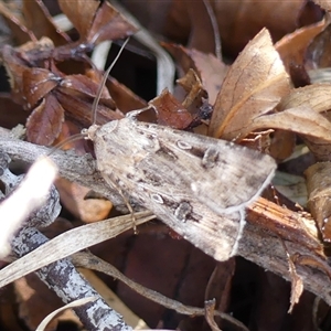 Agrotis munda (Brown Cutworm) at Braemar, NSW - 30 Sep 2025 by Curiosity
