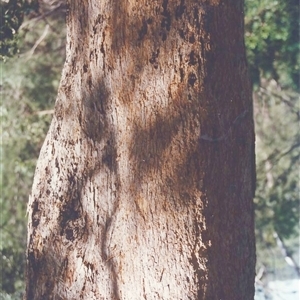 Angophora floribunda at Shannondale, NSW - 21 Sep 2025 by PEdwards