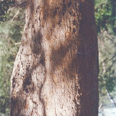 Angophora floribunda at Shannondale, NSW - 21 Sep 2025 by PEdwards