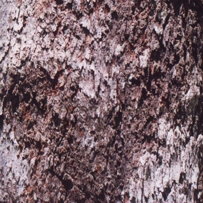 Corymbia gummifera at Shannondale, NSW - 4 May 2025 by PEdwards