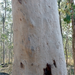 Corymbia henryi at Shannondale, NSW - 29 Sep 2025 by PEdwards