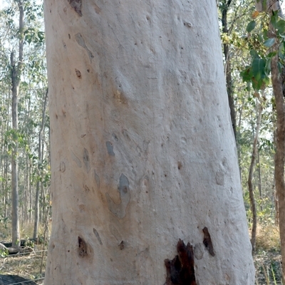 Corymbia henryi at Shannondale, NSW - 29 Sep 2025 by PEdwards