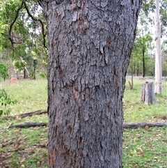 Corymbia intermedia at Shannondale, NSW - 8 Feb 2015 by PEdwards
