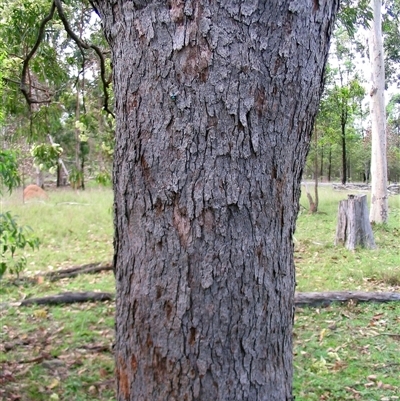 Corymbia intermedia at Shannondale, NSW - 8 Feb 2015 by PEdwards