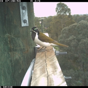 Entomyzon cyanotis (Blue-faced Honeyeater) at Ettamogah, NSW - Yesterday by AlburyCityEnviros