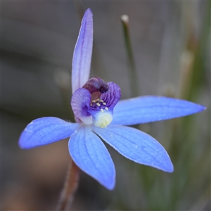 Caladenia caerulea (Blue Fingers, Blue Fairies) at Mundamia, NSW - 1 Sep 2025 by RobG1
