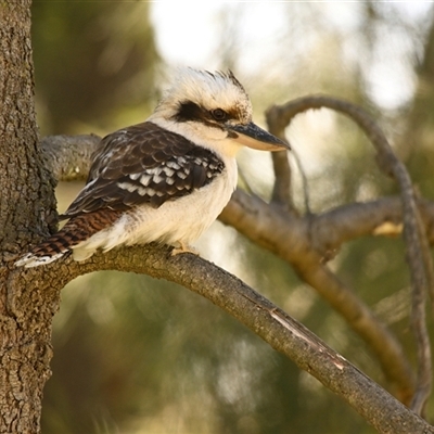 Dacelo novaeguineae (Laughing Kookaburra) at Latham, ACT - 3 Oct 2025 by Thurstan