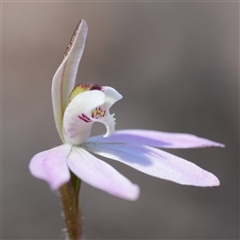 Caladenia fuscata (Dusky Fingers) at Mundamia, NSW - 1 Sep 2025 by RobG1