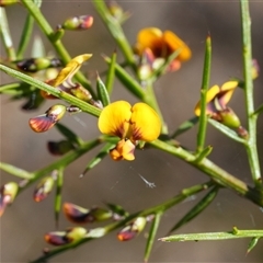 Daviesia ulicifolia (Gorse Bitter-pea) at Mundamia, NSW - 1 Sep 2025 by RobG1