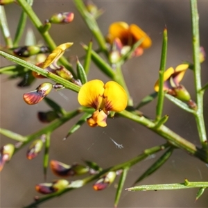 Daviesia ulicifolia (Gorse Bitter-pea) at Mundamia, NSW - 1 Sep 2025 by RobG1