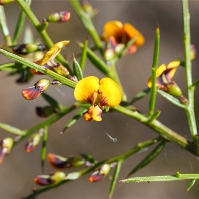 Daviesia ulicifolia (Gorse Bitter-pea) at Mundamia, NSW - 1 Sep 2025 by RobG1