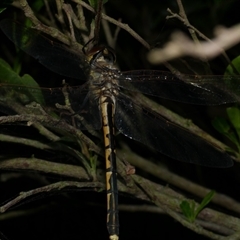 Hemicordulia tau (Tau Emerald) at Freshwater Creek, VIC - 28 Sep 2025 by WendyEM