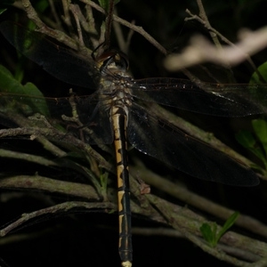 Hemicordulia tau (Tau Emerald) at Freshwater Creek, VIC - 28 Sep 2025 by WendyEM