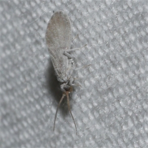 Coniopterygidae (family) (Dusty lacewing or Dustywing) at Freshwater Creek, VIC - 28 Sep 2025 by WendyEM