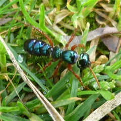 Diamma bicolor (Blue ant, Bluebottle ant) at Freshwater Creek, VIC - 28 Sep 2025 by WendyEM