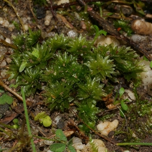 Unverified Moss, Liverwort or Hornwort at Freshwater Creek, VIC - 28 Sep 2025 by WendyEM