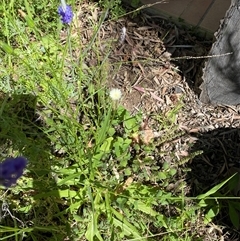 Unverified Daisy at Broke, NSW - 3 Oct 2025 by RoyP