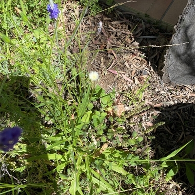 Unverified Daisy at Broke, NSW - 3 Oct 2025 by RoyP